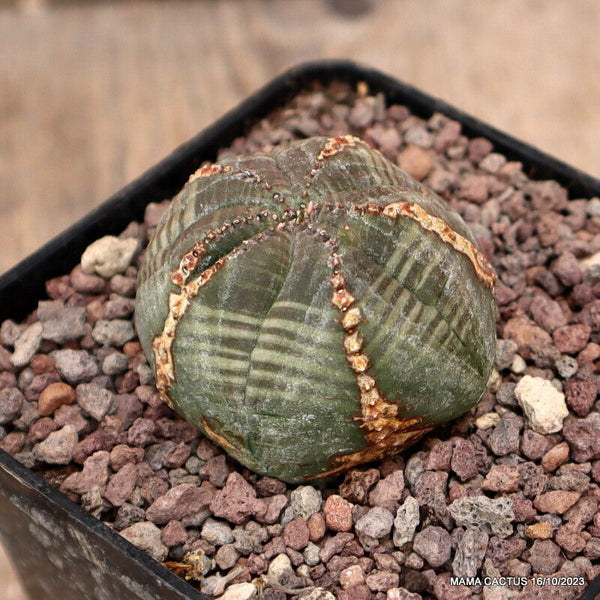 EUPHORBIA OBESA PENTACOSTATUM