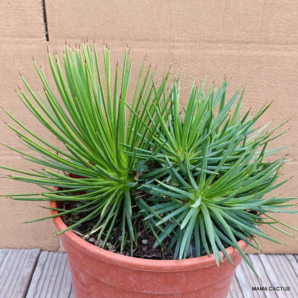 AGAVE STRICTA NANA CLUSTER