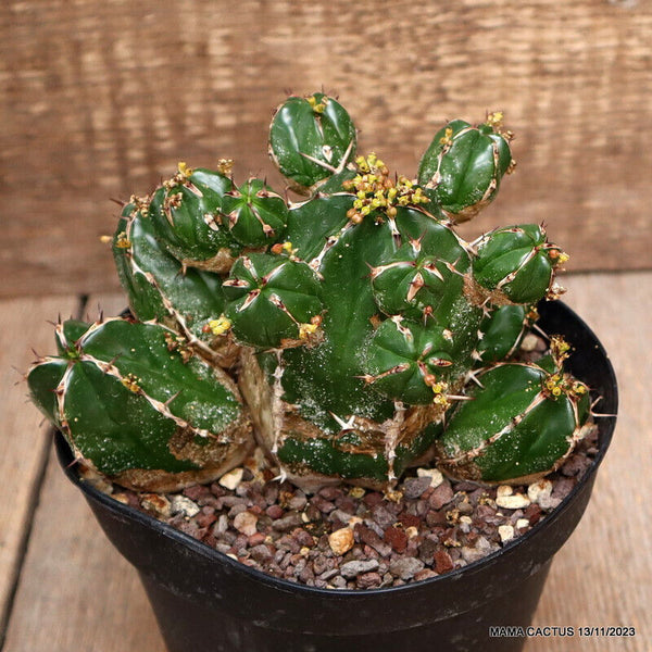 EUPHORBIA HANDIENSIS