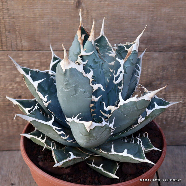 AGAVE TITANOTA COMPACT FORM