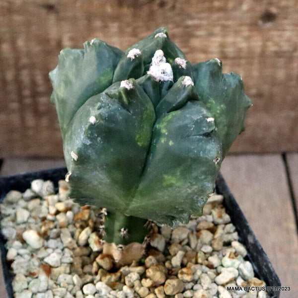 ASTROPHYTUM MYRIOSTIGMA KIKKO GRAFTED