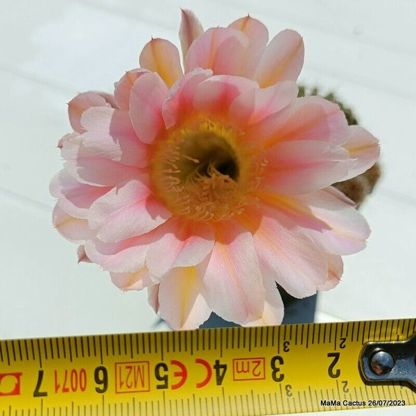Flower  MaMa Cactus