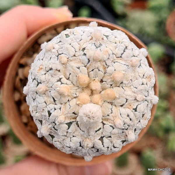 ASTROPHYTUM SUPER KABUTO V TYPE GRAFT