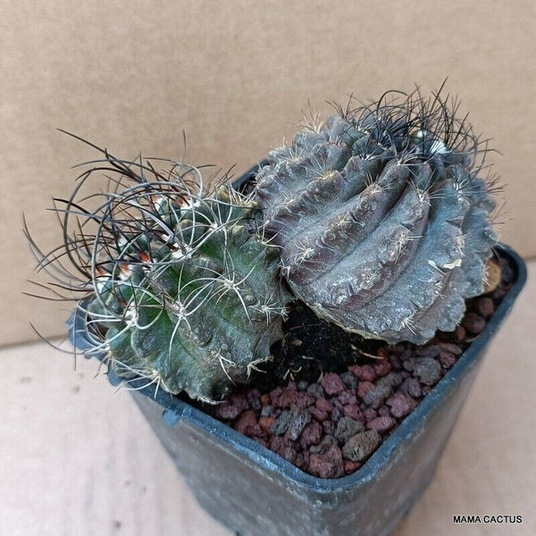 NEOPORTERIA OCCULTA