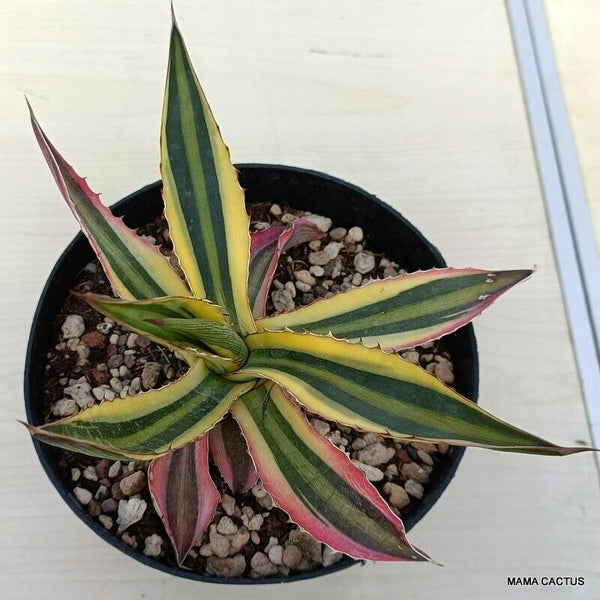 AGAVE LOPHANTHA TRICOLOR
