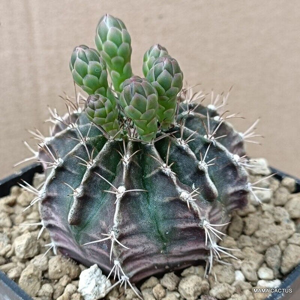 GYMNOCALYCIUM MIHANOVICHII