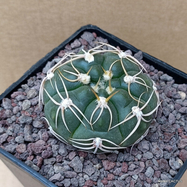GYMNOCALYCIUM DENUDATUM