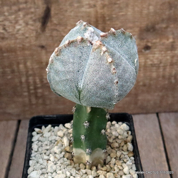 ASTROPHYTUM MYRIOSTIGMA ONZUKA GRAFTED