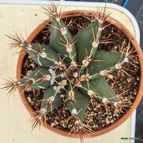 ASTROPHYTUM ORNATUM VERY OLD
