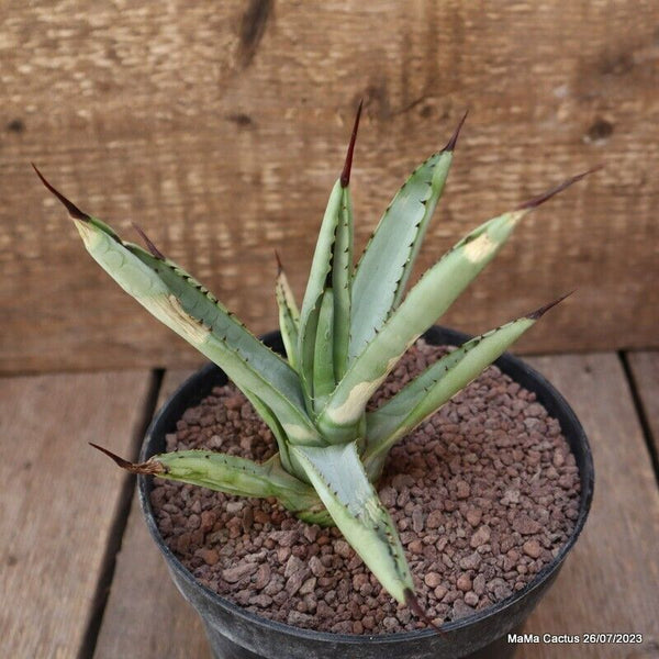 AGAVE MACROACANTHA GREEN