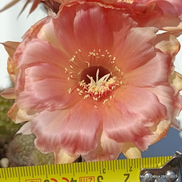 Flower  MaMa Cactus
