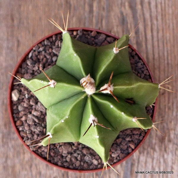 ASTROPHYTUM ORNATUM NUDUM