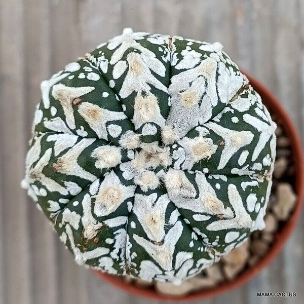 ASTROPHYTUM SUPER KABUTO "V" TYPE