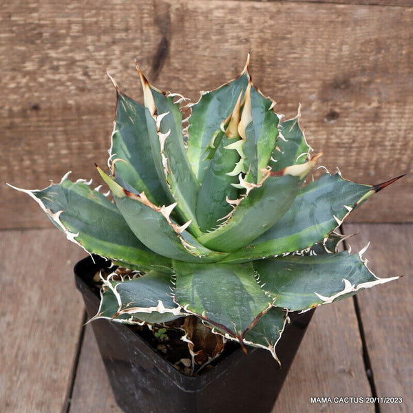AGAVE TITANOTA VARIEGATED