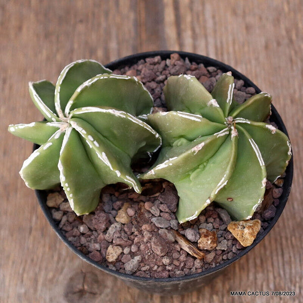 ASTROPHYTUM MYRIOSTIGMA FUKURYU DICHOTOMIC