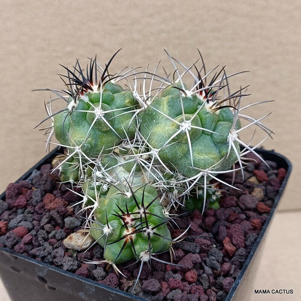 COPIAPOA BRIDGESII