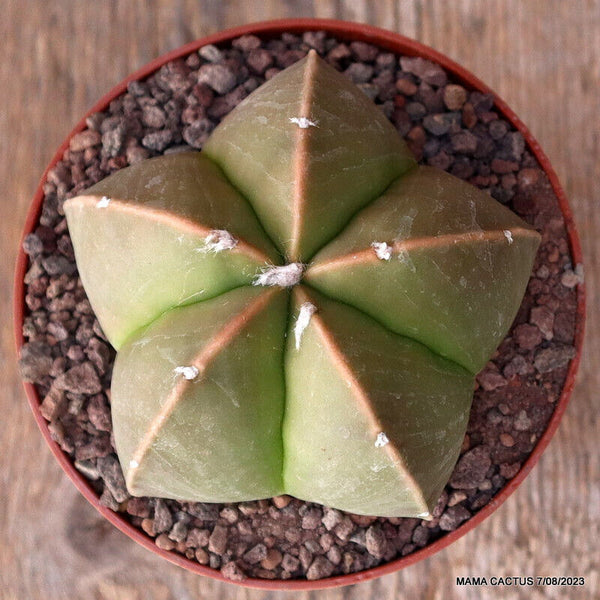 ASTROPHYTUM MYRIOSTIGMA NUDUM