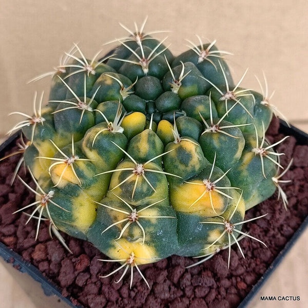 GYMNOCALYCIUM BALDIANUM VARIEGATED