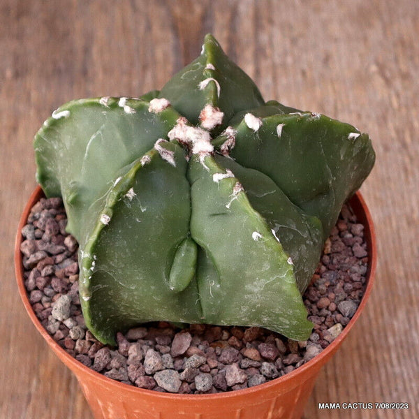 ASTROPHYTUM MYRIOSTIGMA FUKURYU NUDUM