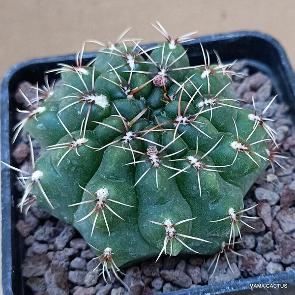 GYMNOCALYCIUM BALDIANUM