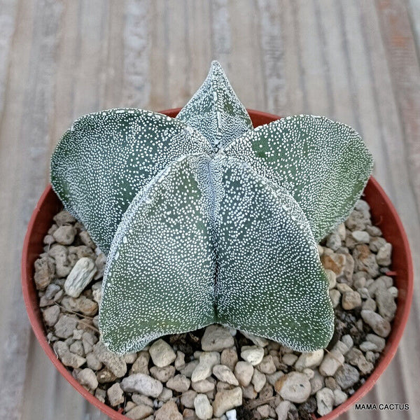 ASTROPHYTUM MYRIOSTIGMA PENTACOSTATUM