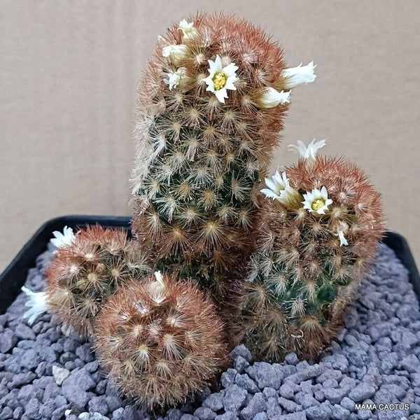 MAMMILLARIA CARMENAE MULTIHEADS
