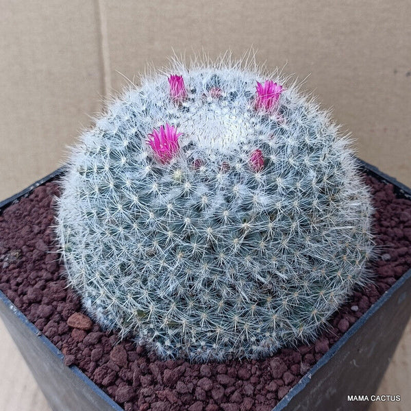 MAMMILLARIA HAHNIANA