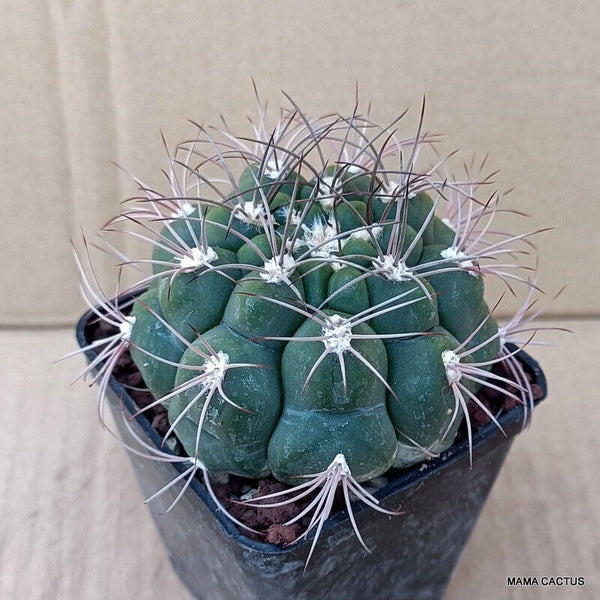 GYMNOCALYCIUM SAGLIONIS