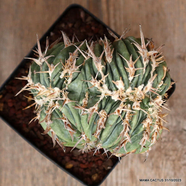 HOMALOCEPHALA AYANAMII CRESTED GRAFTED