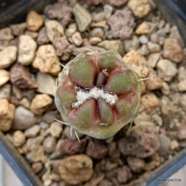 A8725 CINTIA KNIZEI pot 6 cm H 3 cm W 2 cm MaMa Cactus