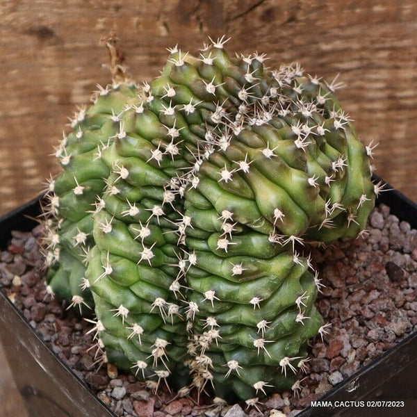GYMNOCALYCIUM MIHANOVICHII CRESTED