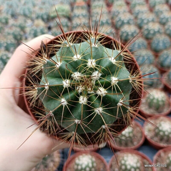 MELOCACTUS DIAMANTINUS