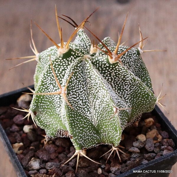 ASTROPHYTUM ORNATUM X HANNYA