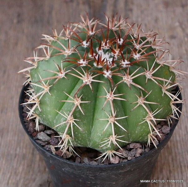 MELOCACTUS BROADWAYI