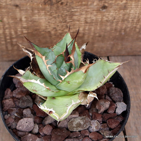 AGAVE TITANOTA