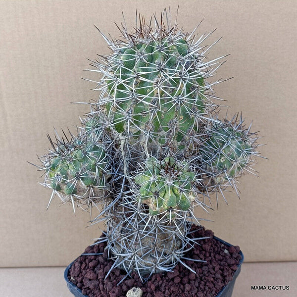 COPIAPOA COQUIMBANA