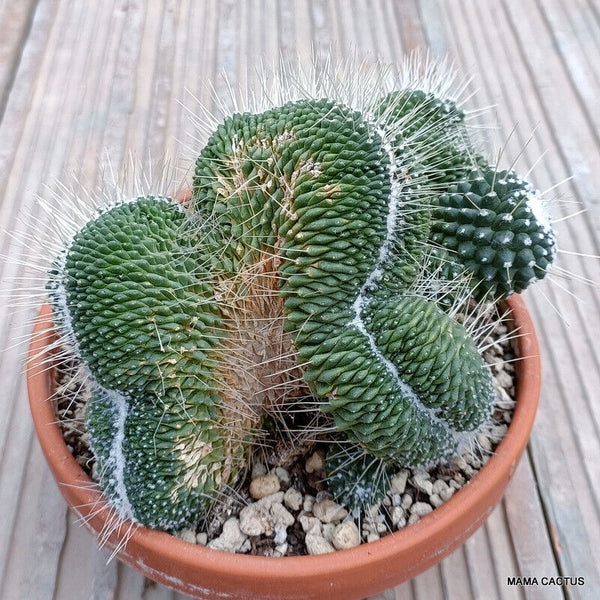 MAMMILLARIA UNPICO CRESTED
