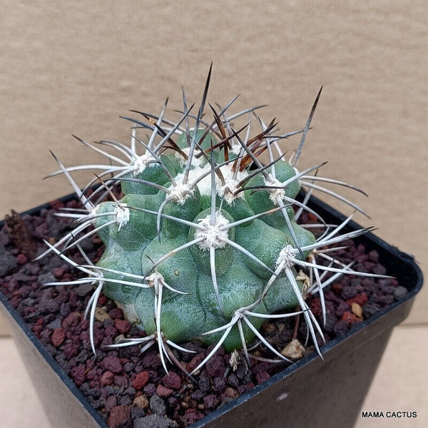 COPIAPOA BRIDGESII