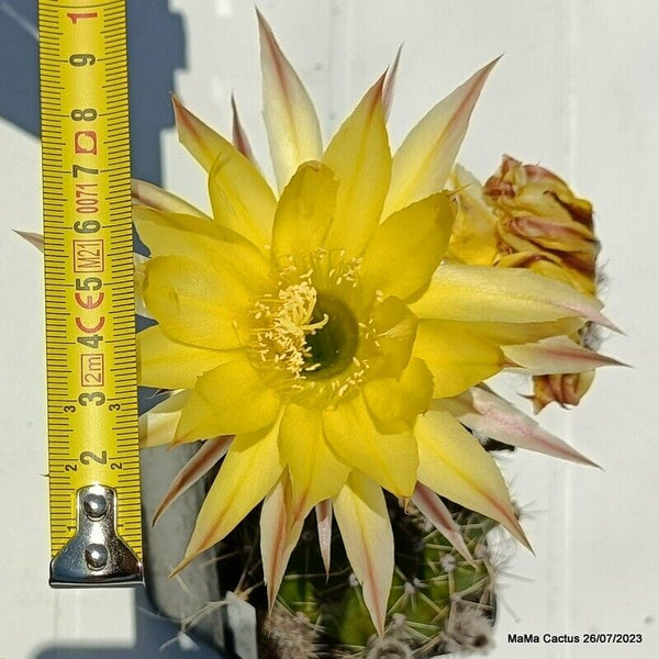 Flower  MaMa Cactus