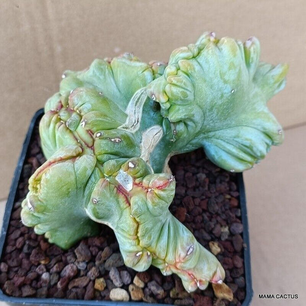 MYRTILLOCACTUS GEOMETRIZANS STRICTUS