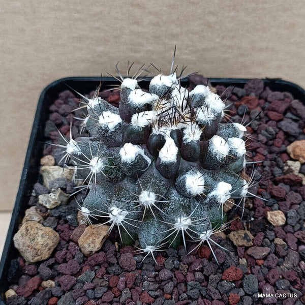 COPIAPOA MARITIMA KK 1709