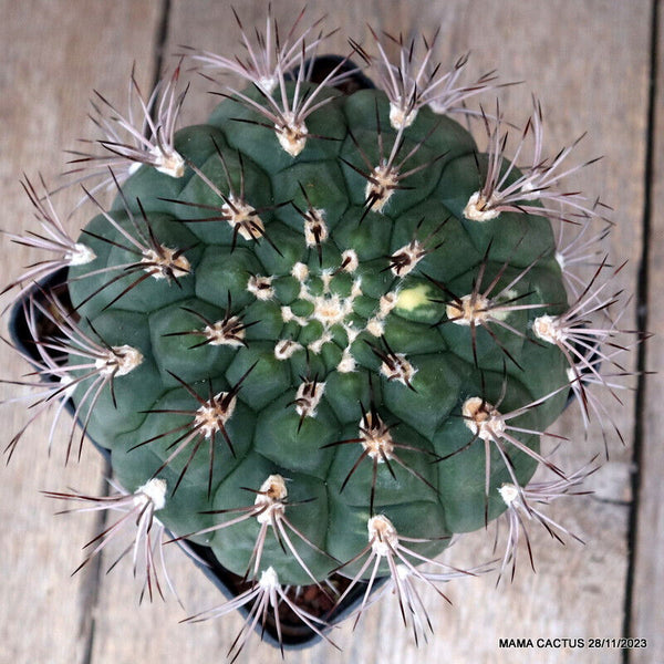 GYMNOCALYCIUM SAGLIONIS VARIEGATED