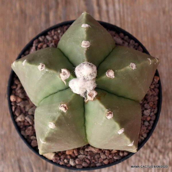 ASTROPHYTUM MYRIOSTIGMA NUDUM