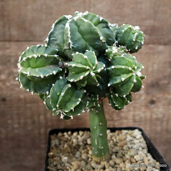 ASTROPHYTUM MYRIOSTIGMA KIKKO GRAFTED
