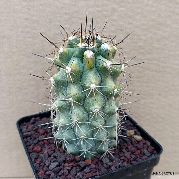 COPIAPOA HUMILIS V. LONGISPINA