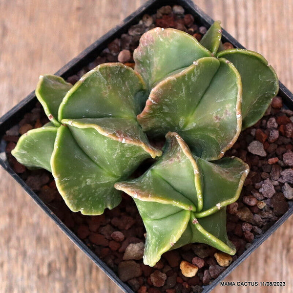 ASTROPHYTUM MYRIOSTIGMA NUDUM