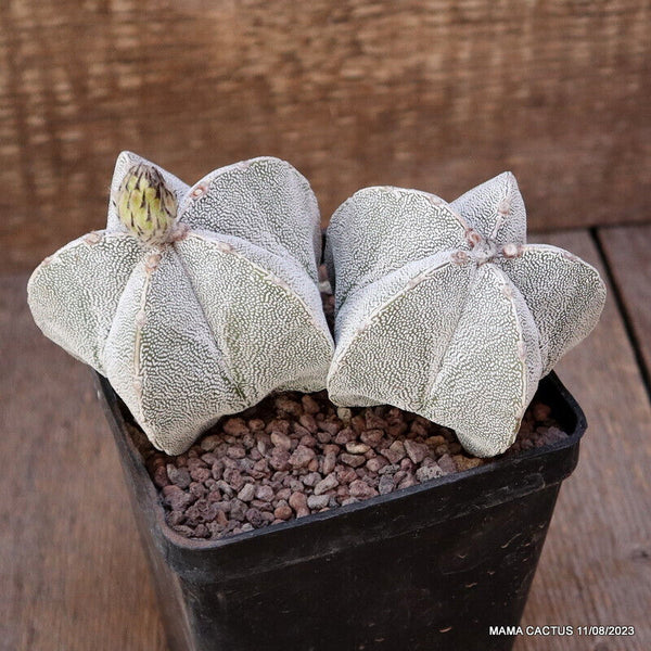 ASTROPHYTUM MYRIOSTIGMA ONZUKA DICHOTOMIC