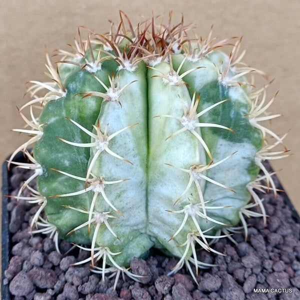 MELOCACTUS MATANZANUS VARIEGATED