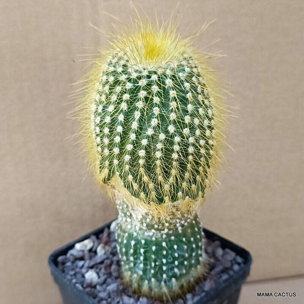 NOTOCACTUS LENINGHAUSII