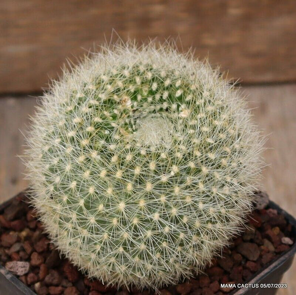 MAMMILLARIA PRINGLEI